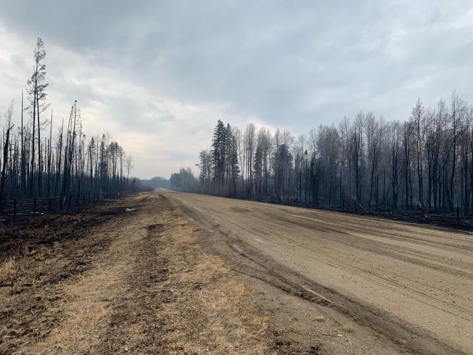 أشجار متفحمة على طول طريق في Entwistle ، ألبرتا ، كندا ، 9 مايو 2023.