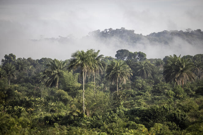 غابة بوبولو، ليبيريا، في نوفمبر 2021.