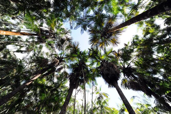 أشجار نخيل الأكاي في منطقة إعادة التشجير في مزرعة المزارع البرازيلي مانويل خوسيه ليتي، في أنابو، بولاية بارا شمال البرازيل، في 1 يونيو 2012. هذه العملية الزراعية منخفضة الكربون جزء من المشاريع البيئية في ولاية بارا.