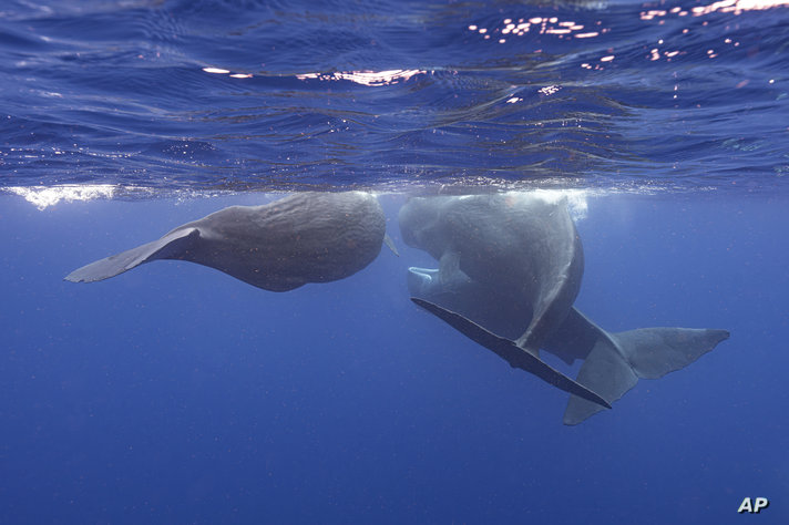 Sperm whales swim together off the coast of Dominica in March 2024. In a study published Tuesday, May 7, in the journal Nature…